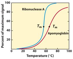 Thermal denaturation curve showing melting temperature of proteins