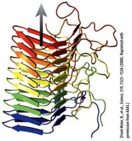 Amyloid fibril structure