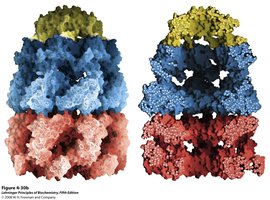 Surface and sliced view of GroEL/GroES chaperonin complex