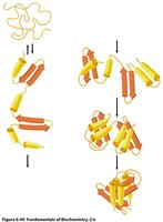 Stepwise folding of a protein from unfolded to native state