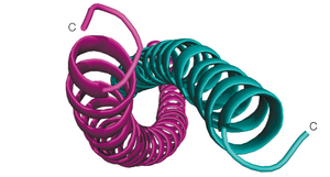 Assembly of keratin into higher-order structures