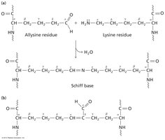 Covalent crosslinks in collagen