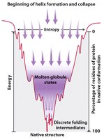 Folding funnel diagram showing energy landscape of protein folding