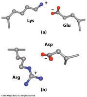 Salt bridges between amino acid side chains