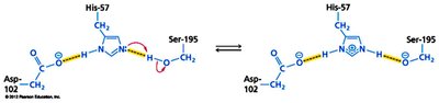 Mechanism of proton transfer in catalytic triad