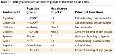 Catalytic functions of reactive groups of ionizable amino acids