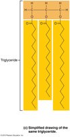 Simplified drawing of triglyceride