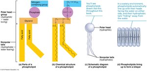 Phospholipid structure