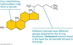 Steroid structure