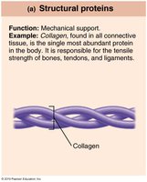 Structural proteins: collagen