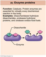 Enzyme proteins: catalysis