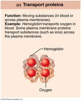 Transport proteins: hemoglobin