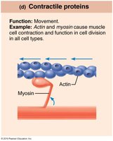 Contractile proteins: actin and myosin