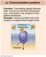 Communication proteins: insulin