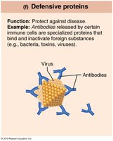 Defensive proteins: antibodies