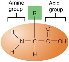 Amino acid structure