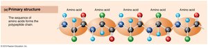 Primary structure of protein