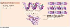 Secondary structure of protein