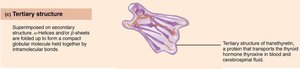 Tertiary structure of protein