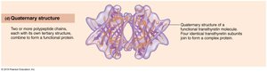 Quaternary structure of protein