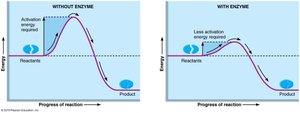 Enzymes lower activation energy
