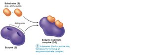 Mechanism of enzyme action: step 2
