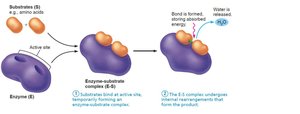 Mechanism of enzyme action: step 3