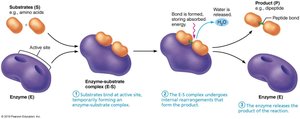 Mechanism of enzyme action: step 4