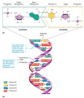 Structure of DNA