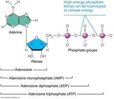 Structure of ATP