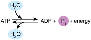ATP hydrolysis reaction