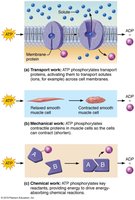 Examples of cellular work driven by ATP