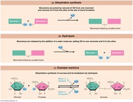 Dehydration synthesis and hydrolysis