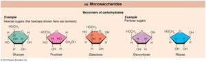 Monosaccharides: carbohydrate molecules important to the body
