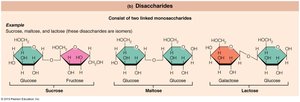 Disaccharides: carbohydrate molecules important to the body