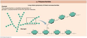 Polysaccharides: carbohydrate molecules important to the body