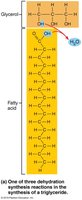 Triglyceride synthesis reaction