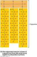 Triglyceride molecule structure