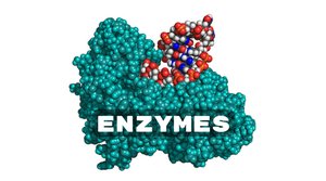 Enzyme structure with substrate