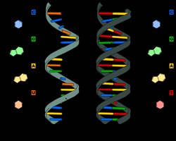 DNA and RNA structure comparison