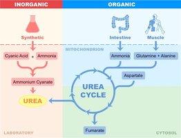 Diagram of urea synthesis and urea cycle
