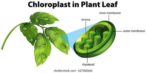 Chloroplast structure in plant leaf