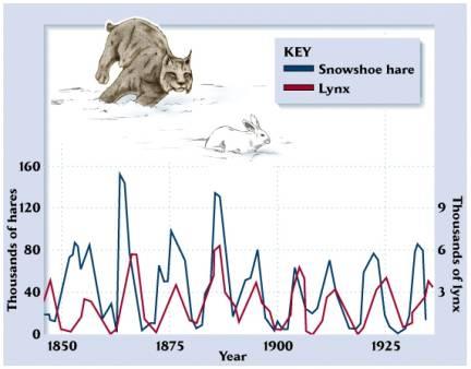 Predator-prey population cycles: lynx and hare