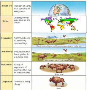 Levels of ecological organization: biosphere, biome, ecosystem, community, population, organism
