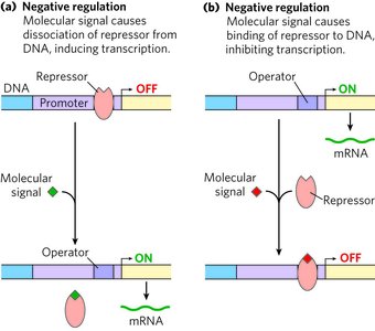 Positive regulation mechanisms