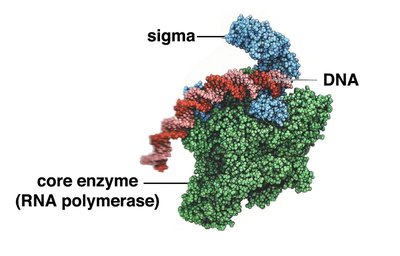 Bacterial RNA polymerase and sigma factor