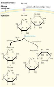 Allolactose formation and lac operon induction