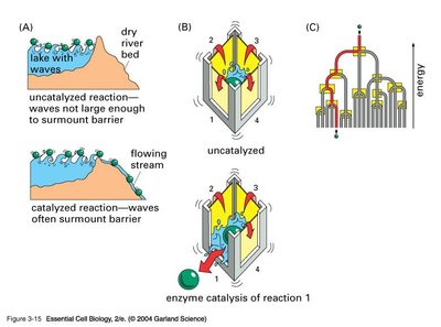 Comparison of uncatalyzed and catalyzed reactions, and enzyme catalysis lowering activation energy