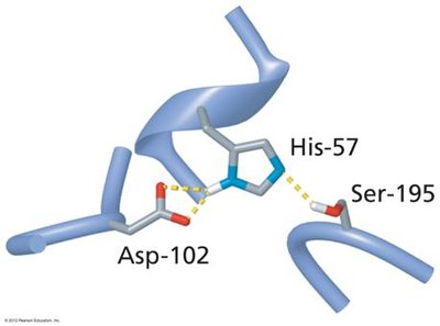 Hydrogen bonding network in the catalytic triad