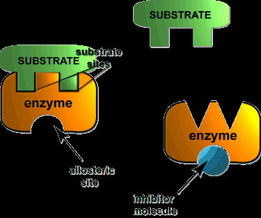 Noncompetitive inhibition: inhibitor binds to allosteric site